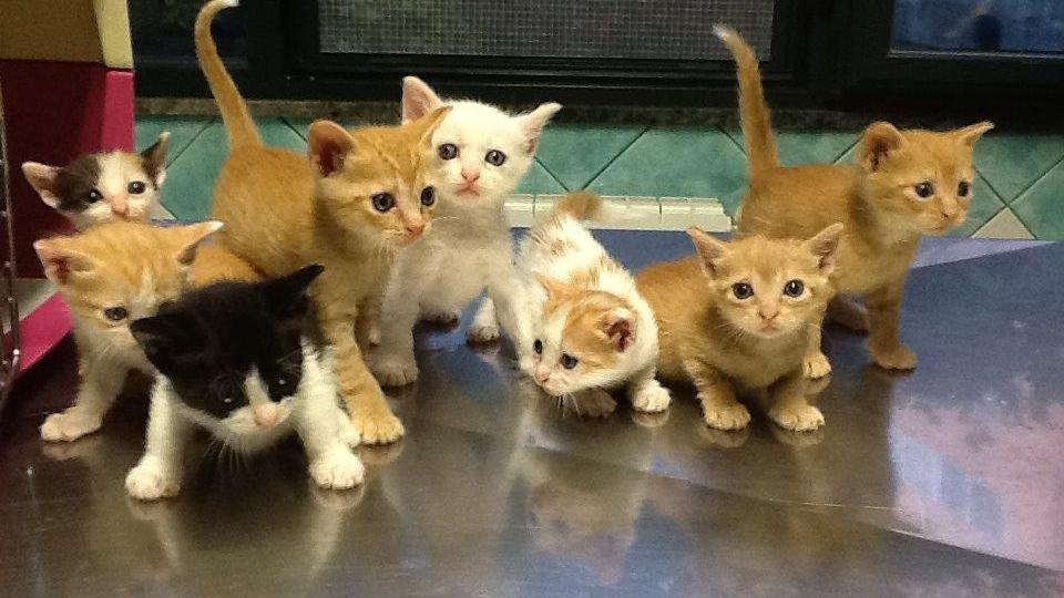 A Siniscola sono stati avvelenati una ventina di micetti