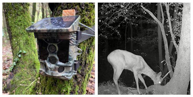 Una fototrappola in un albero cavo per osservare le stagioni nel bosco