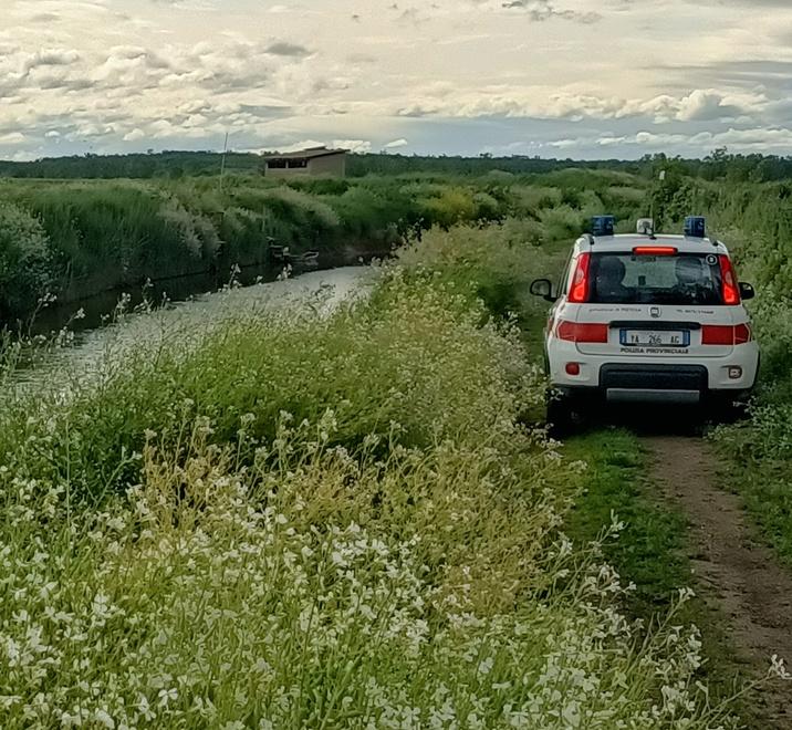 Controlli nel Padule di Fucecchio, otto illeciti amministrativi e due denunce a cacciatori