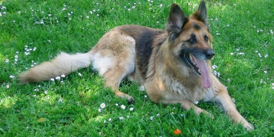 Displasia dell’anca, i consigli<br type="_moz" />
