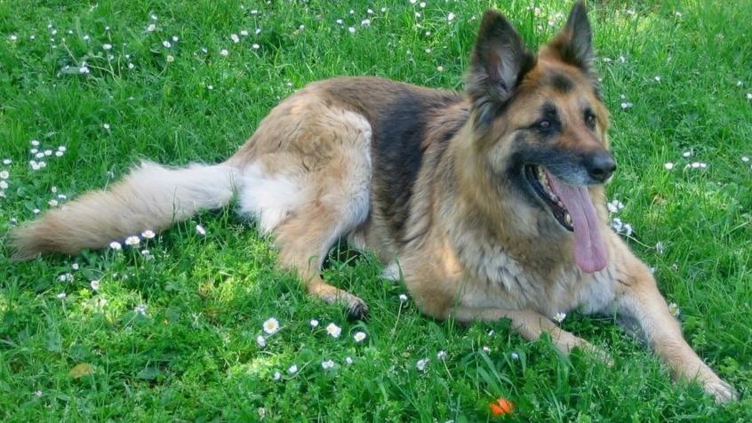 Displasia dell’anca, i consigli<br type="_moz" />