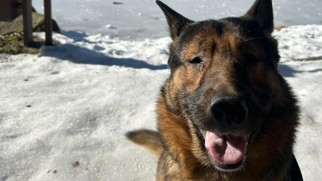 Marley, il cane cieco vivo per miracolo che in Toscana ha trovato l’amore e i suoi propositi per il 2025