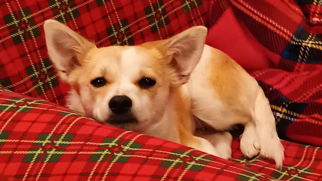 Vega, la cagnolina che viveva nella casa degli orrori in Toscana ha trovato una famiglia