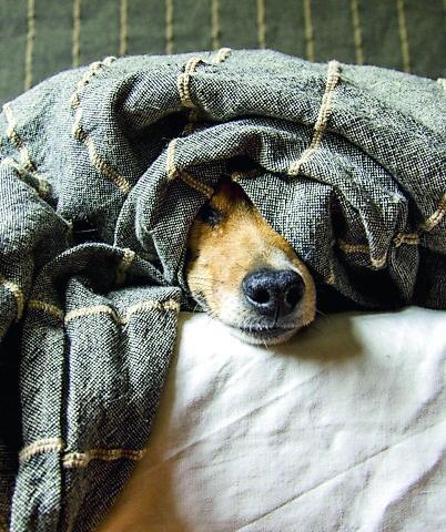 Stress da rientro dopo le feste: vale anche per Fido