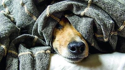 Stress da rientro dopo le feste: vale anche per Fido