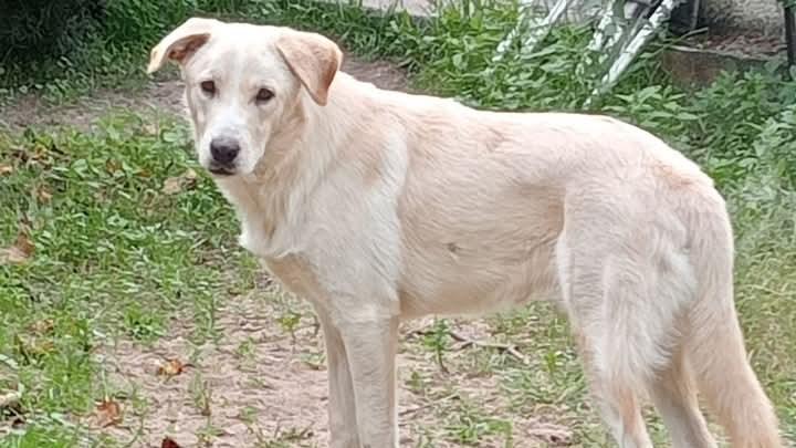 Massacrato a bastonate: così è stato ucciso il cane Aron a Sorso
