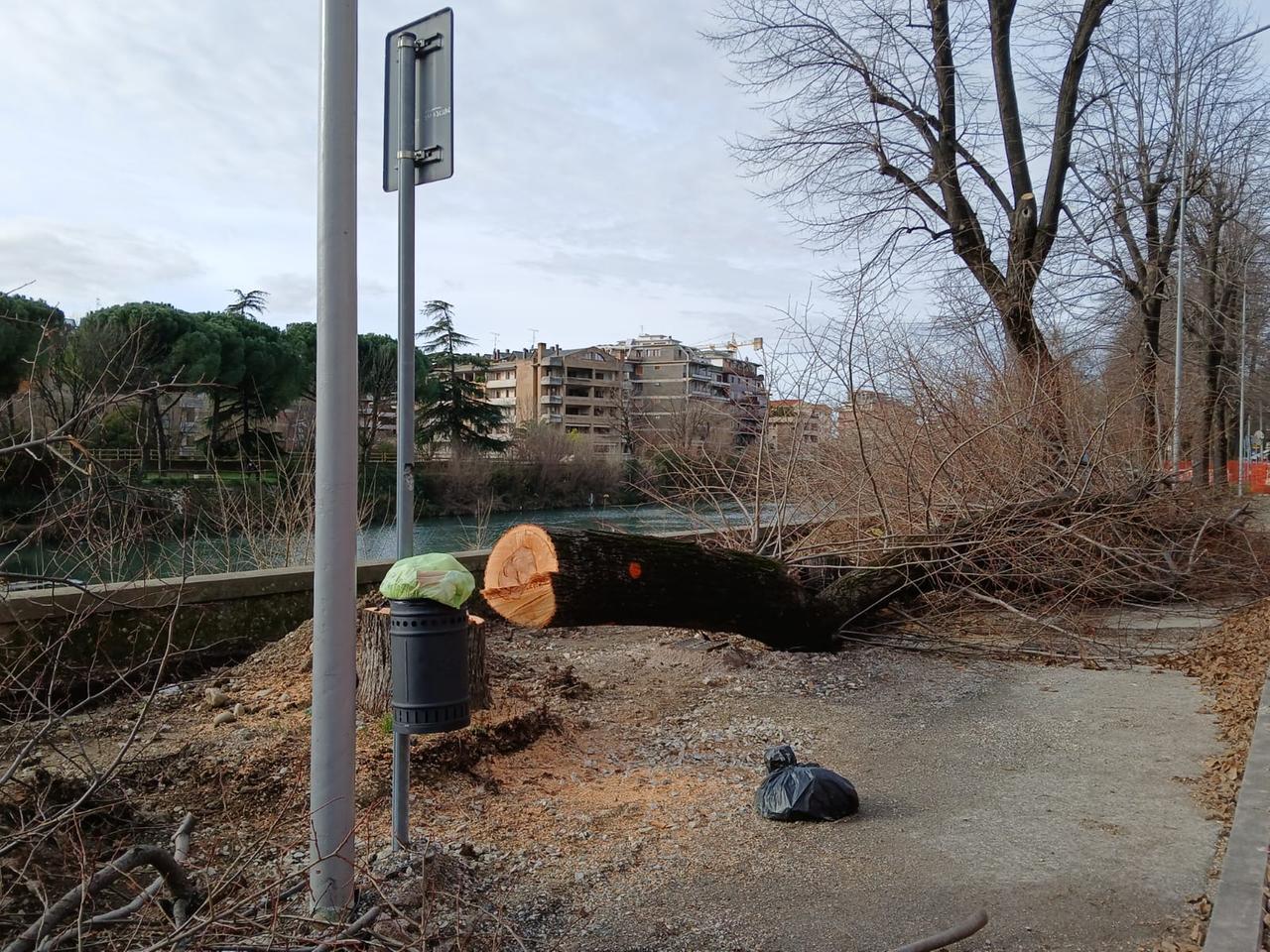 
	Uno degli alberi abbattuti in via Firenze

