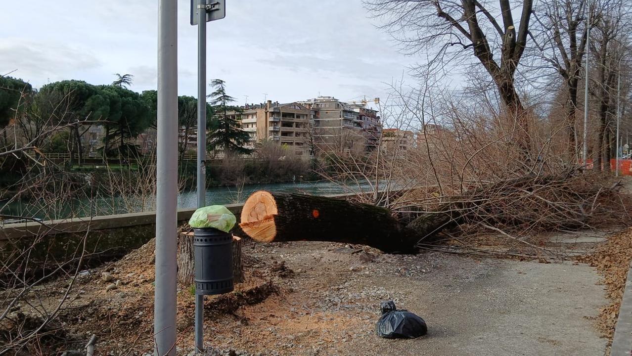 Uno degli alberi abbattuti in via Firenze