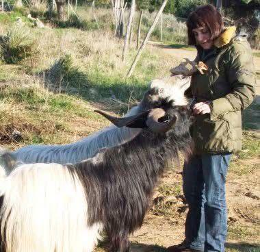 Piombino, Deborah e il massacro delle capre: «Non gridiamo al lupo cattivo, ma c'è un problema»