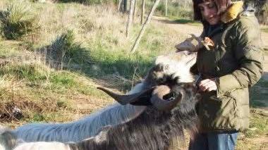 Piombino, Deborah e il massacro delle capre: «Non gridiamo al lupo cattivo, ma c'è un problema»