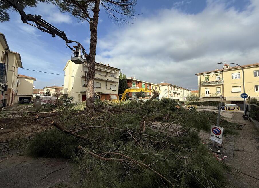 Empoli, parte l’abbattimento dei pini di viale IV Novembre: ignorate soluzioni alternative