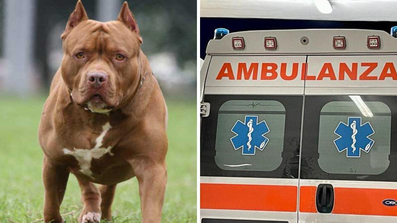 Un cane e un'ambulanza (foto di repertorio)
