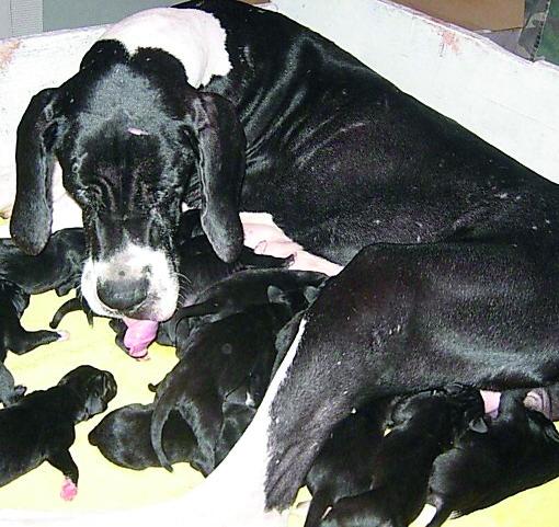 Altri testimoni per il caso dei cuccioli malati a Portomaggiore