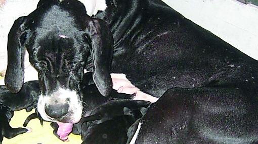 Altri testimoni per il caso dei cuccioli malati a Portomaggiore