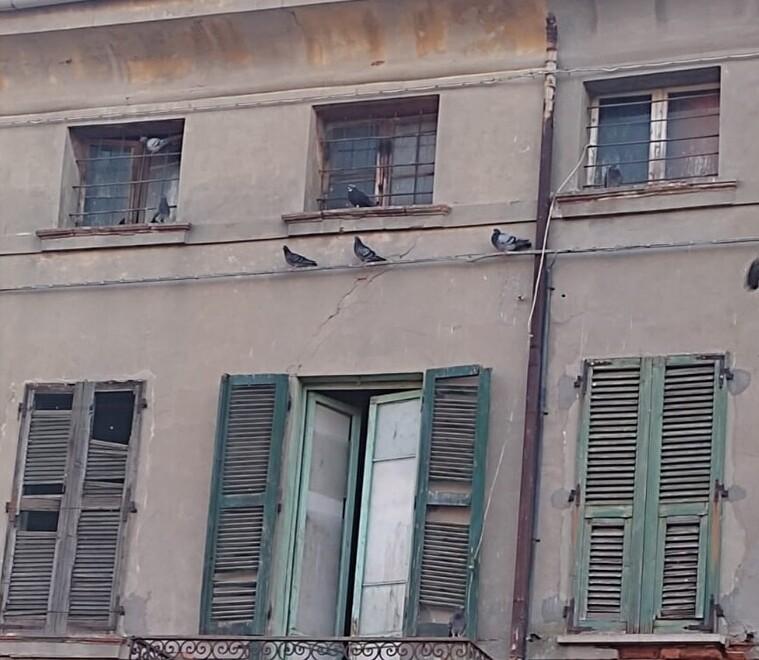 Comacchio invasa dai piccioni: «Non dovete dargli da mangiare»