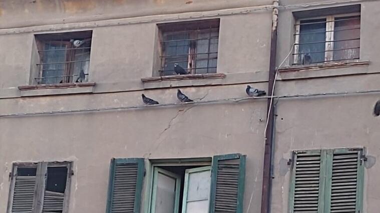 Comacchio invasa dai piccioni: «Non dovete dargli da mangiare»