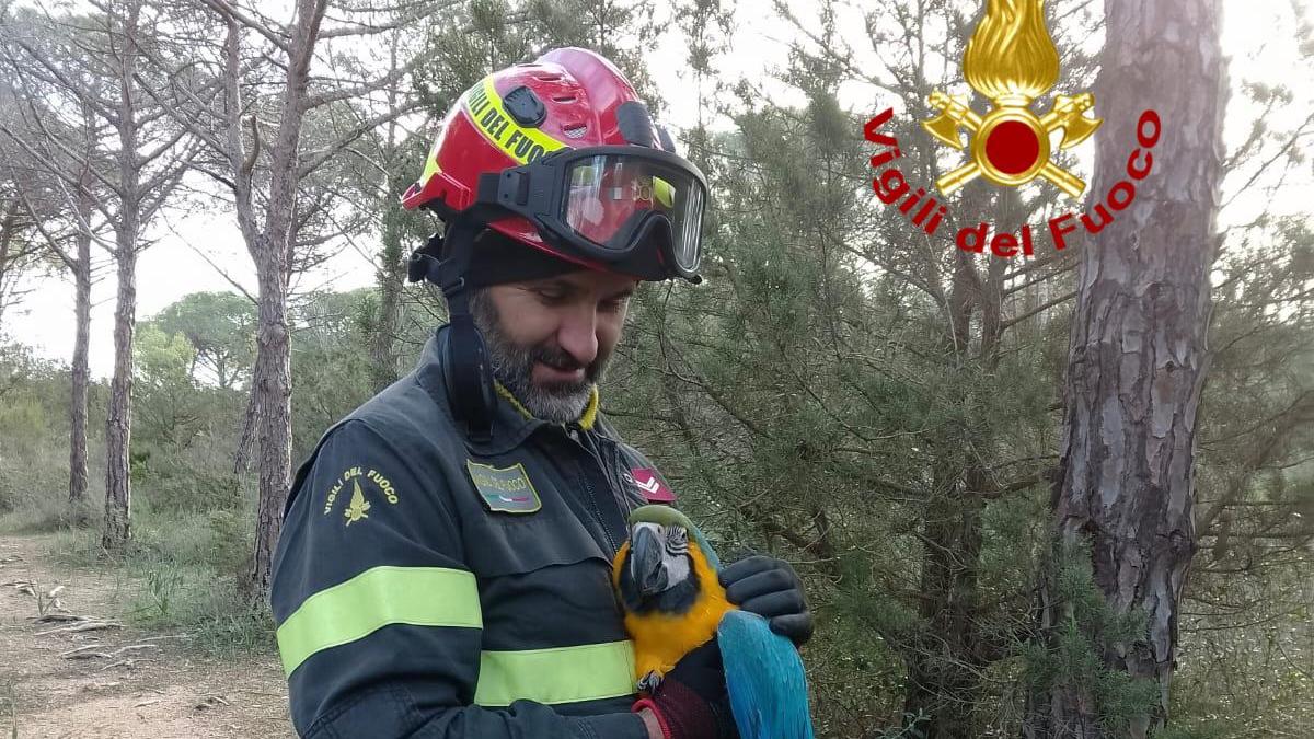 Pappagallo esotico salvato dai vigili del fuoco