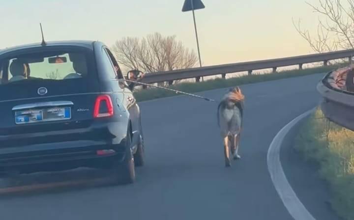 Carpi, in auto sul cavalcavia con il cane al guinzaglio – Video