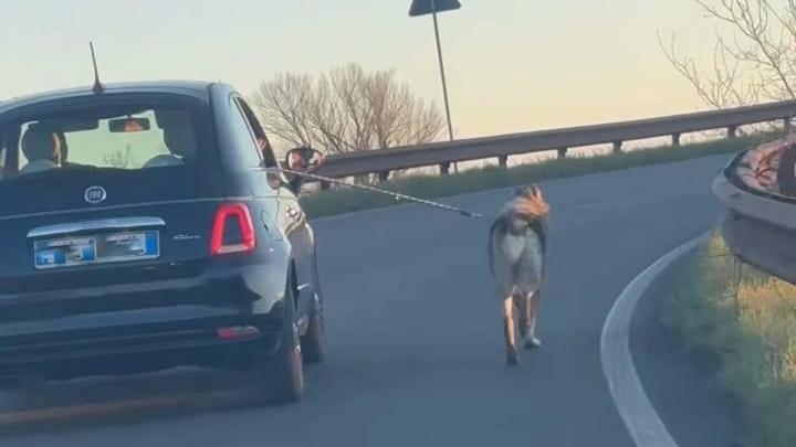 Carpi, in auto sul cavalcavia con il cane al guinzaglio – Video