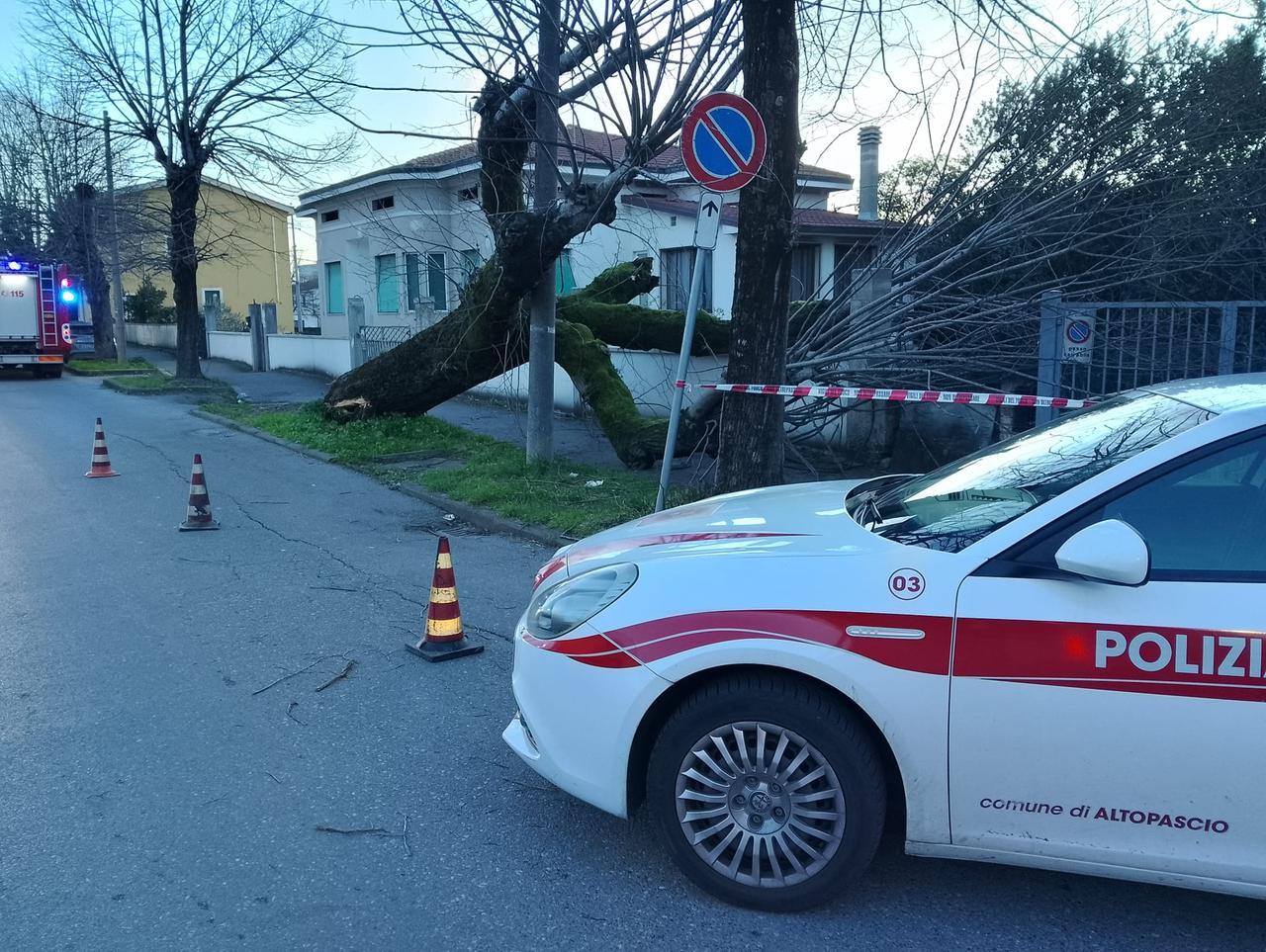 Piana e Media Valle, alberi sradicati dal forte vento