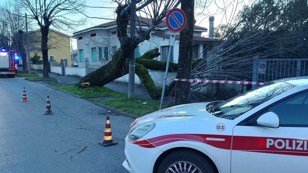 Piana e Media Valle, alberi sradicati dal forte vento