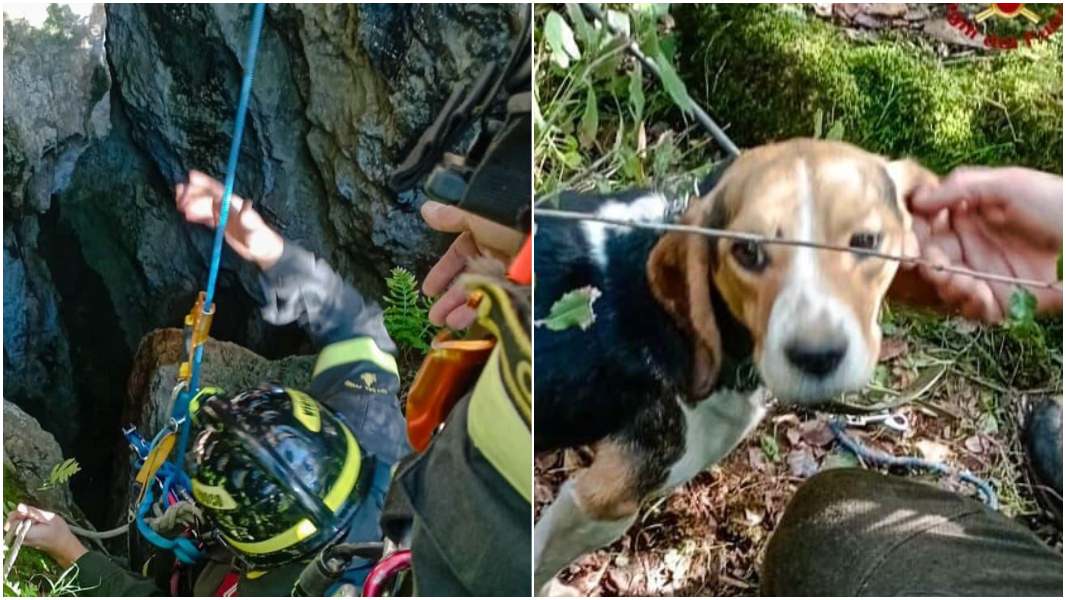 Cagnetto precipita in un dirupo: le immagini del salvataggio dei vigili del fuoco