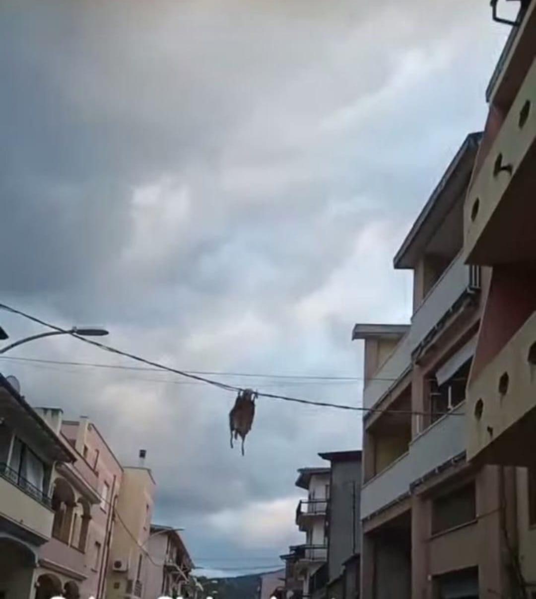 Il manto di un agnellone appeso ai fili della corrente a Siniscola