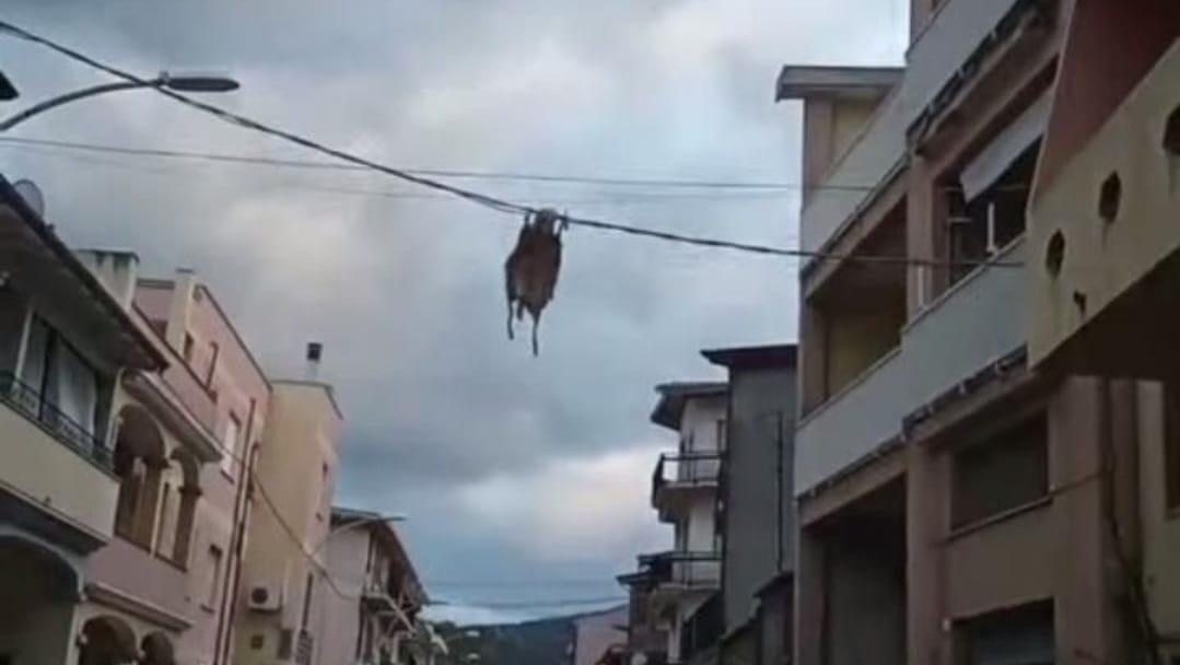 Il manto di un agnellone appeso ai fili della corrente a Siniscola