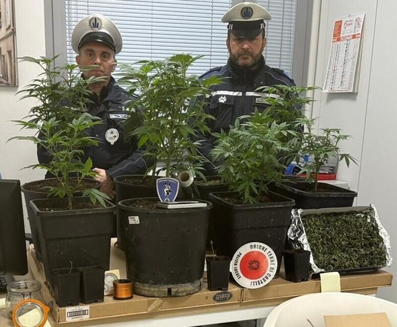 Vignola, coltiva marijuana in appartamento: la polizia locale smaschera un 40enne