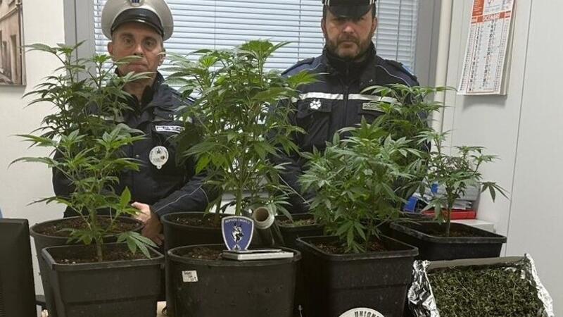 Vignola, coltiva marijuana in appartamento: la polizia locale smaschera un 40enne