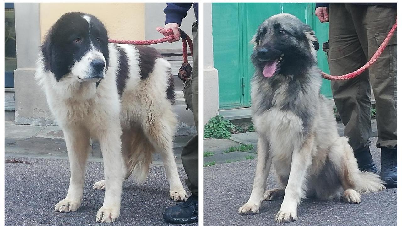 Dall’Ucraina al Chianti, il lungo viaggio di Roxana e Tanko. La storia dei due meticci forse scappati dalla guerra