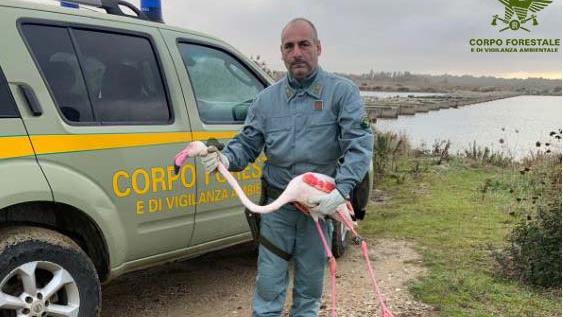 Fenicottero rosa salvo per miracolo grazie alla forestale e a un gruppo di pescatori