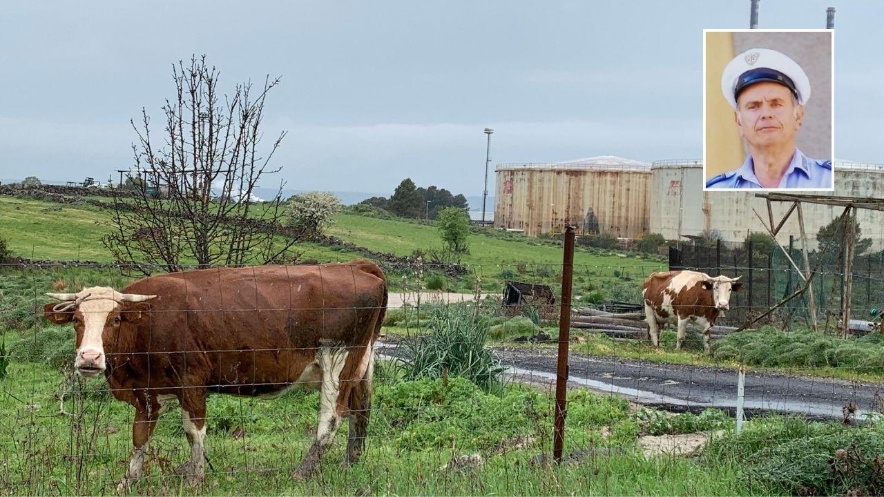 Illorai, travolto da due vacche: muore ex vigile urbano di 75 anni