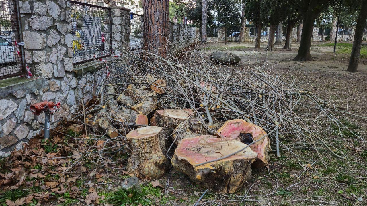 L'albero troncato (foto Agenzia Bf)