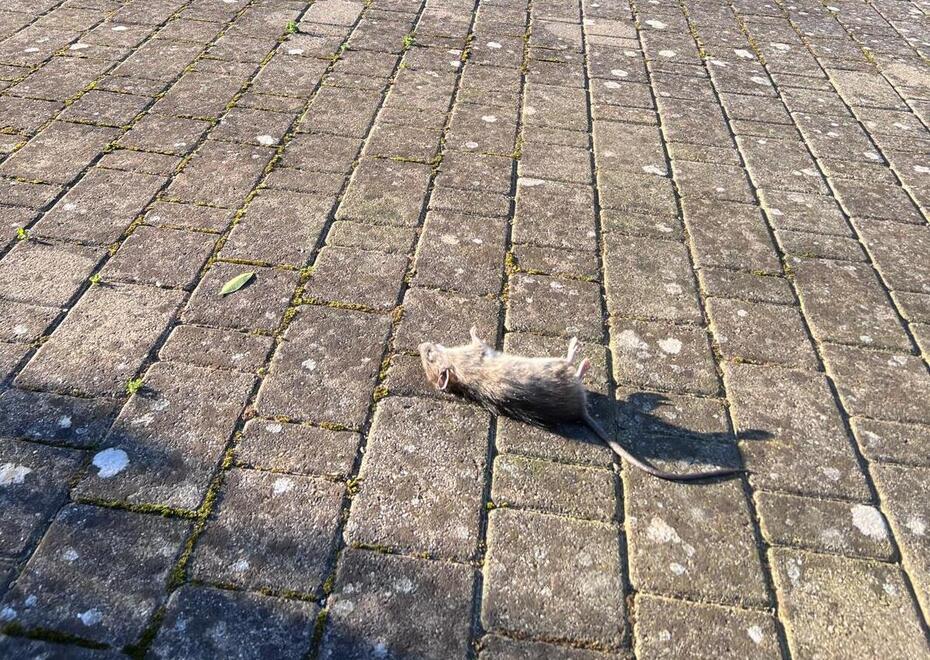 Un topo morto in una strada di Campagnatico