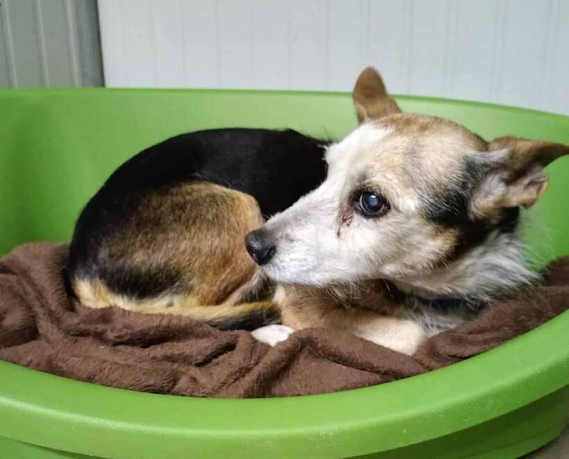 La sua padrona non c’è più Kira a 15 anni è finita al canile