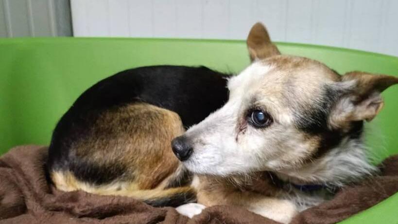 La sua padrona non c’è più Kira a 15 anni è finita al canile