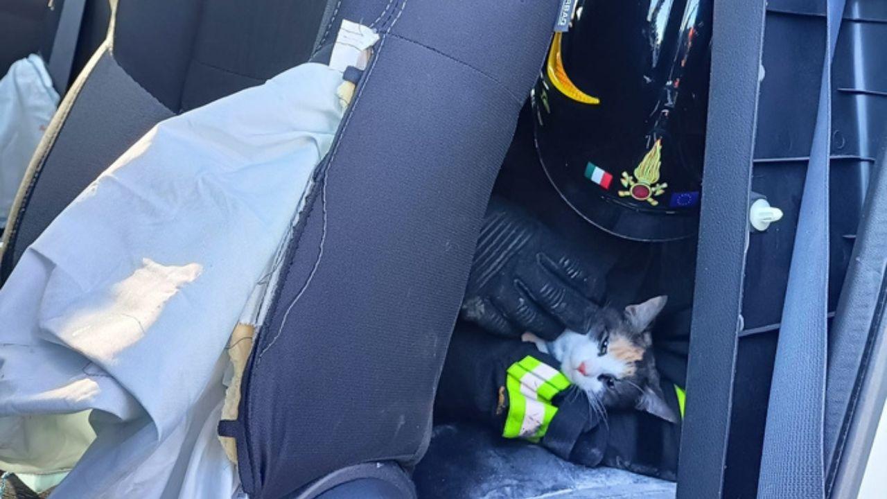 
	Il gatto liberato (foto dai Vigili del Fuoco)

