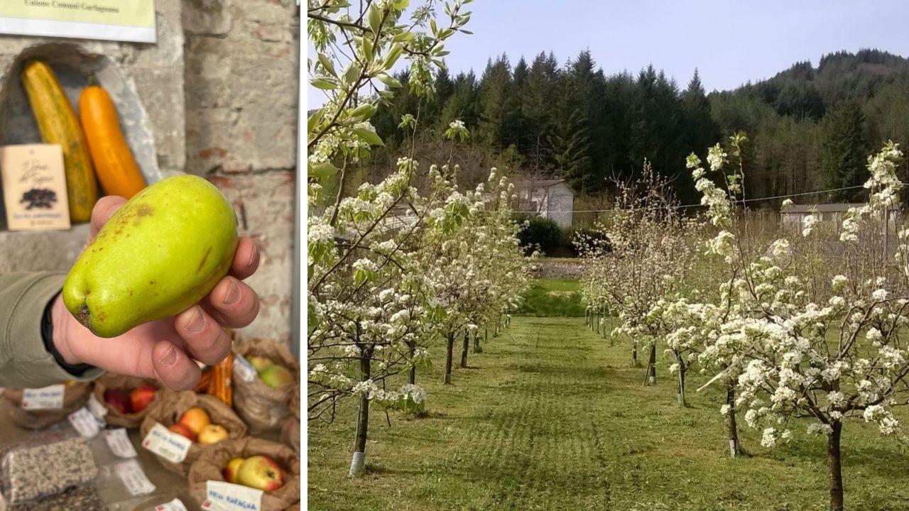 Una mela Musona e il frutteto delle mele rare