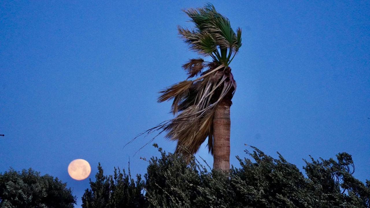 
	Vento forte a Livorno nei giorni scorsi (foto Silvi)

