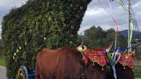 La festa di Sant’Antonio vista da Torpé