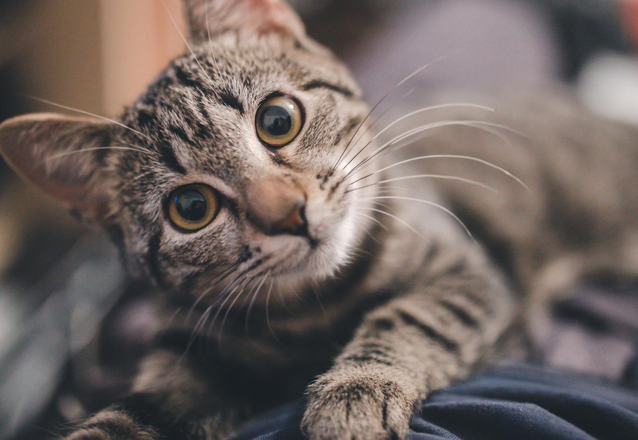 
	Un gatto (foto repertorio <em>Lapresse</em>)

