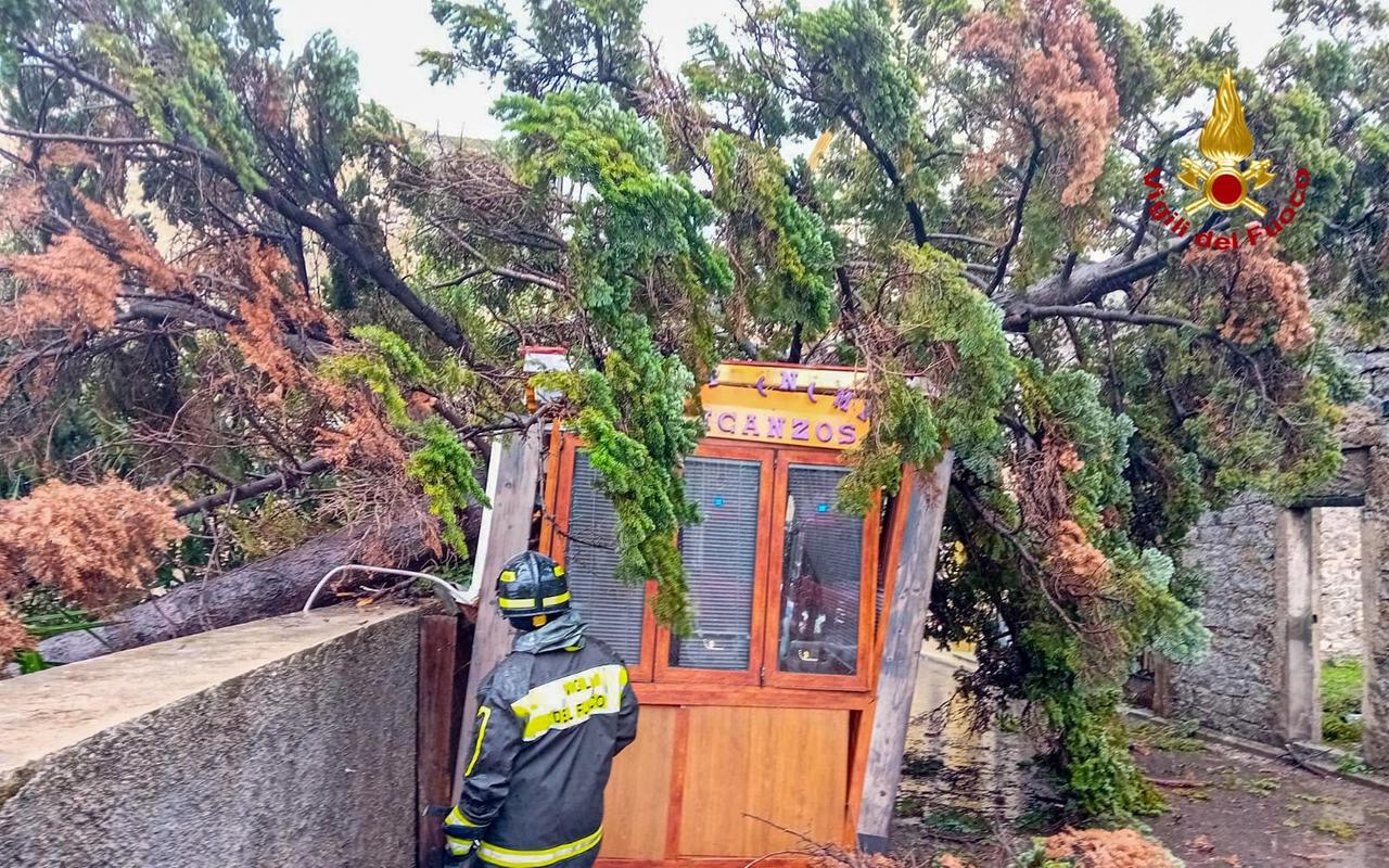 
	A Orgosolo un pino &egrave; crollato su un chiosco a causa del maltempo

