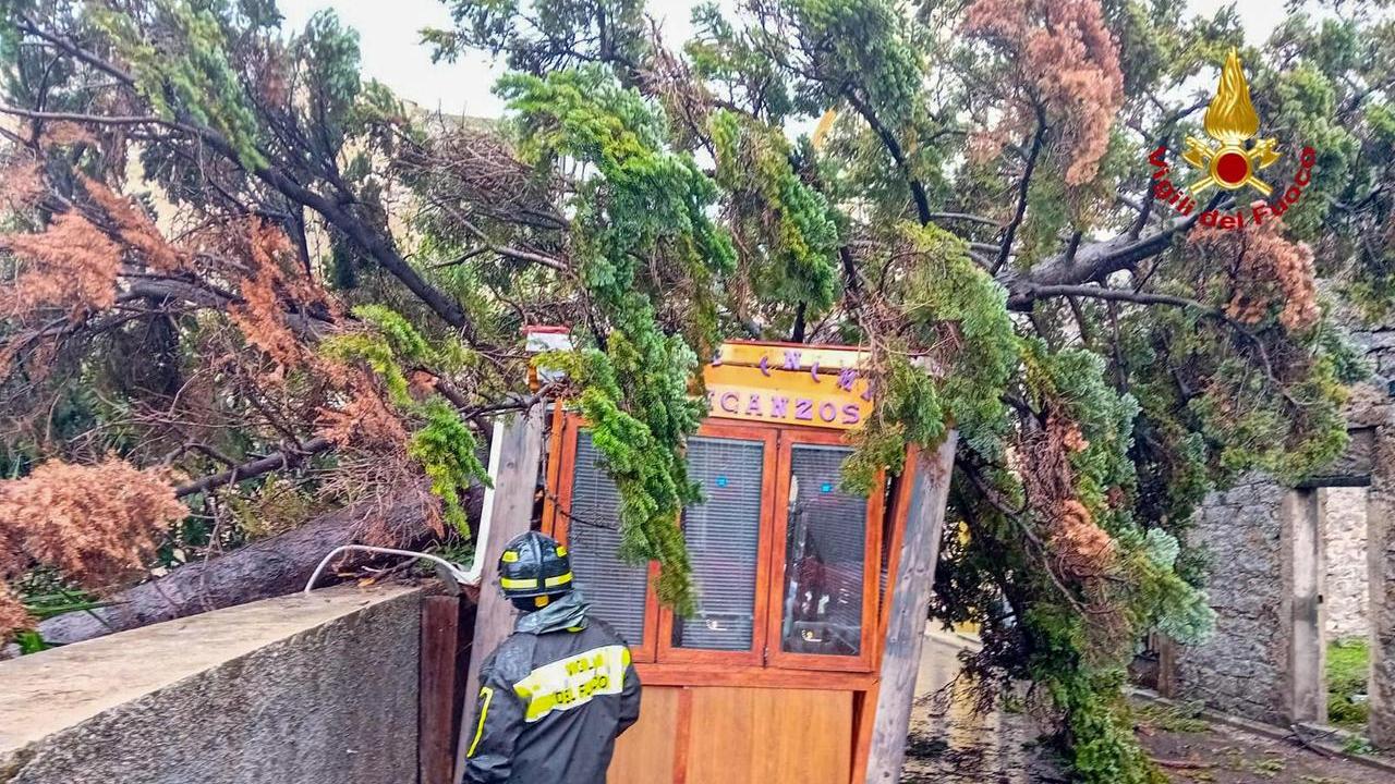 A Orgosolo un pino è crollato su un chiosco a causa del maltempo