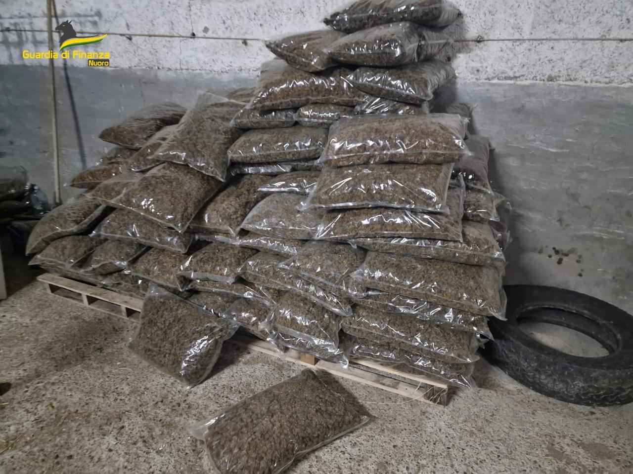 
	La droga sequestrata a Sarule&nbsp;

