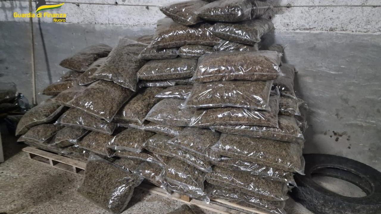 La droga sequestrata a Sarule 