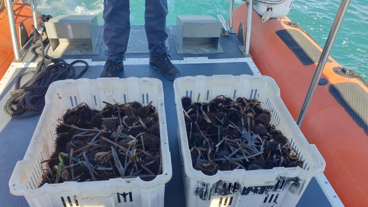Pescatore abusivo trovato con 700 ricci: mille euro di multa