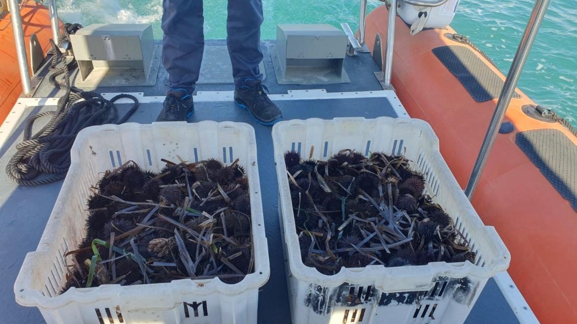Pescatore abusivo trovato con 700 ricci: mille euro di multa