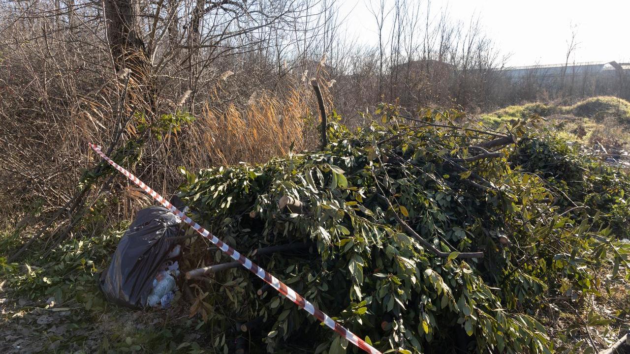 Il boschetto dietro al cimitero di San Cataldo