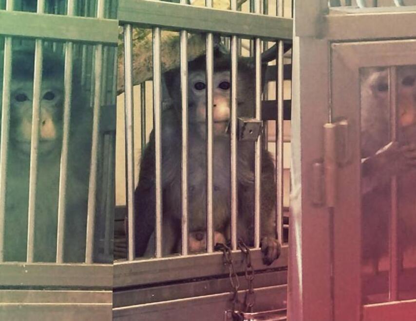 Indagine sui macachi dell'Università di Ferrara, gli animalisti: «Sequestrateli»<br type="_moz" />
